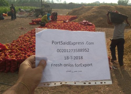 Onion farm