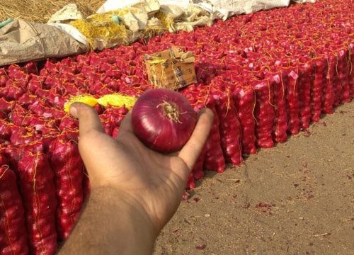 Fresh onions