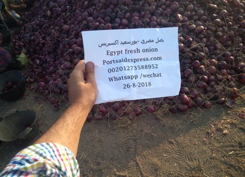 Farm onions