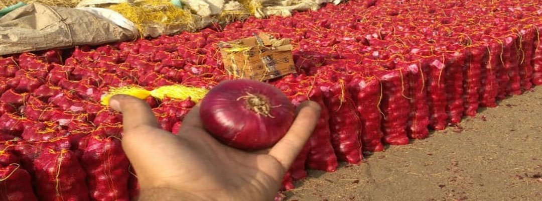 Egyptian onion farm