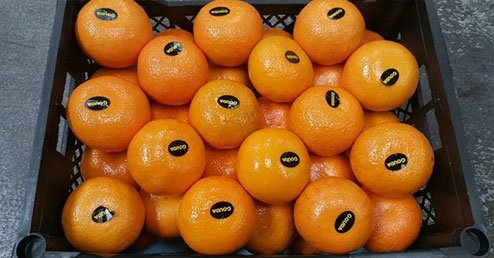 Golden onions